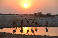 Giraffes at Okaukuejo waterhole at sunset time