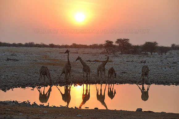 Giraffes at Okaukuejo waterhole at sunset time