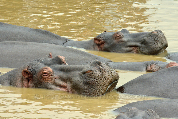 Family of hippos