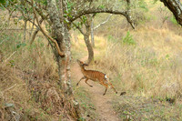 Nyala antelope