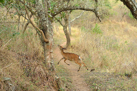 Nyala antelope