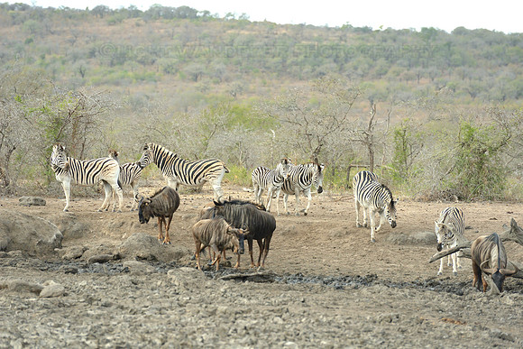 Zebras and blue wildebeest