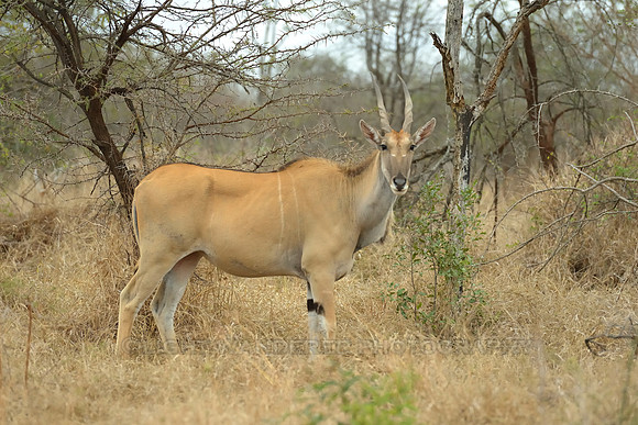 Eland antelope