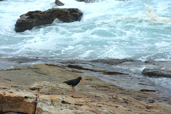 African Black Oystercatcher