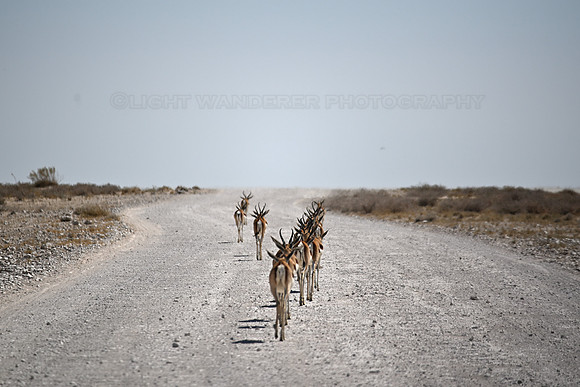 Springboks