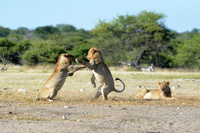 Young lions