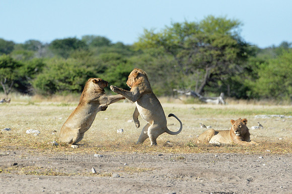 Young lions