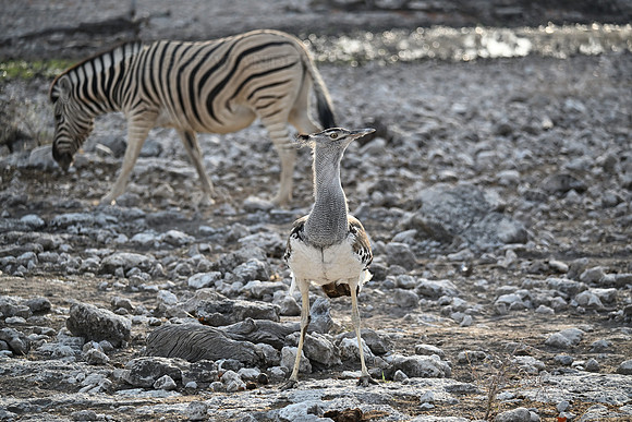 Kori bustard