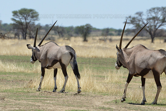 Gemsbok
