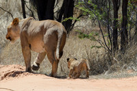 Lion cub following mother