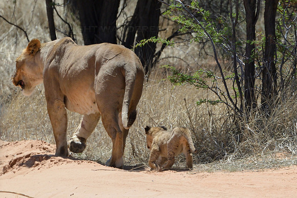 Lion cub following mother