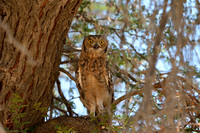 Spotted Eagle Owl
