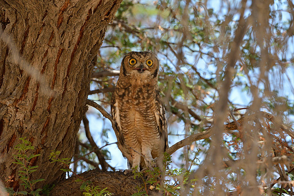 Spotted Eagle Owl