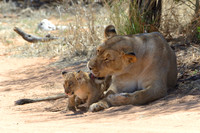 Lioness licking her cub
