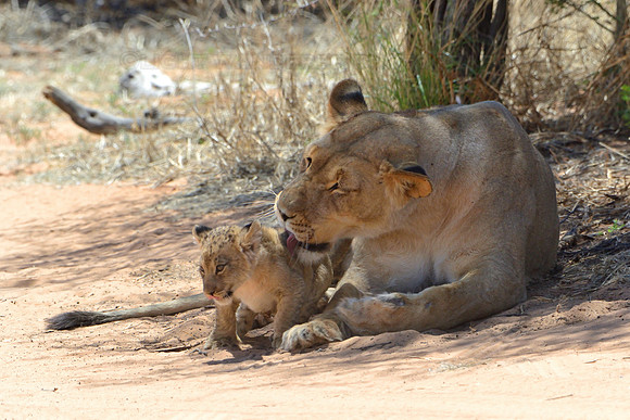 Lioness licking her cub
