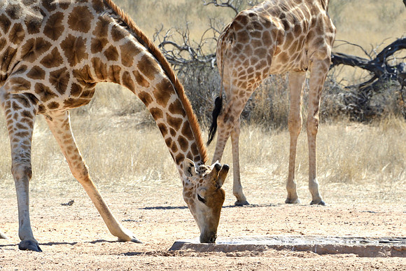 Giraffe drinking