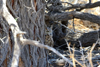 Spotted Eagle Owl camouflage
