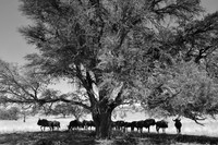 Blue Wildebeest in shadow of a tree
