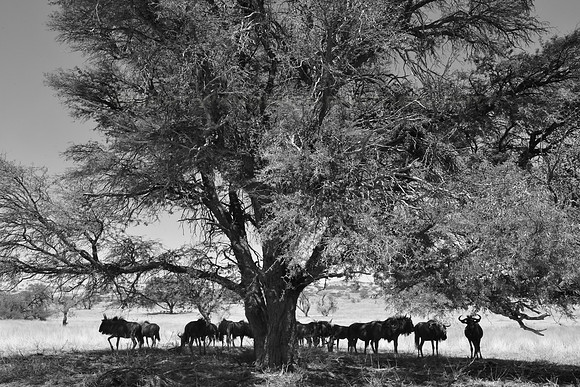 Blue Wildebeest in shadow of a tree