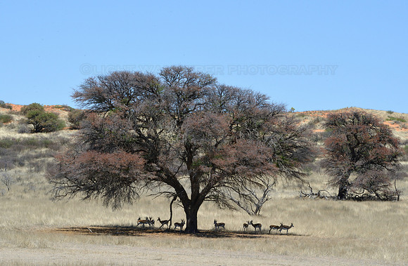 Springbok in shadow of a tree