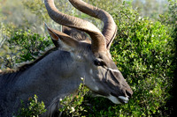 Male Kudu