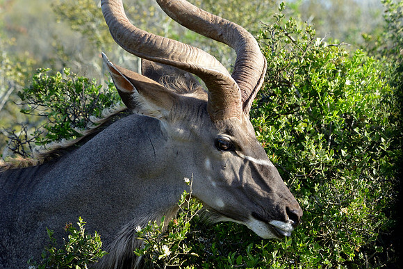 Male Kudu