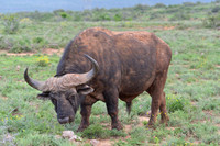 Buffalo with massive horns