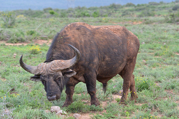 Buffalo with massive horns