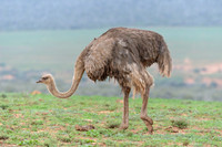 Young Ostrich
