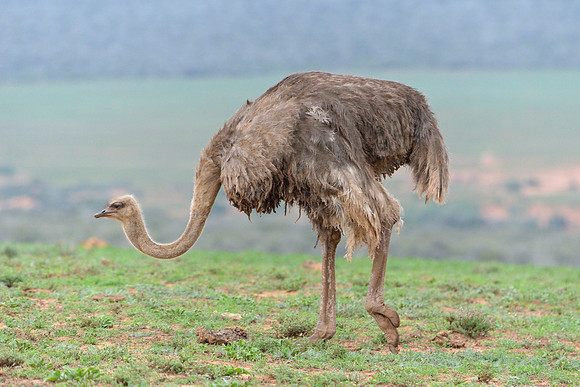 Young Ostrich