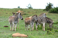 Zebras