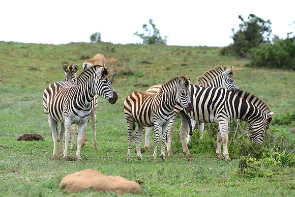 Zebras