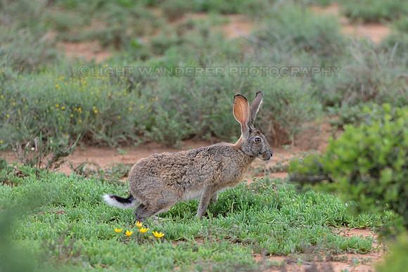 Cape hare