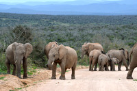 Group of elephants