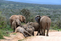 Elephants scratching