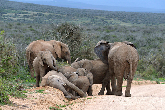 Elephants scratching