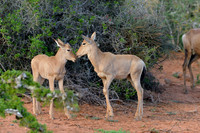 Young Red Hartebeest