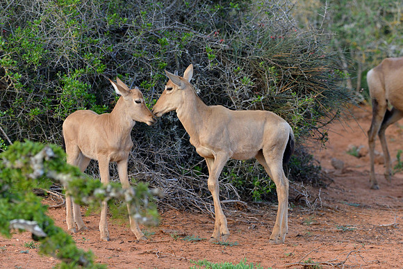 Young Red Hartebeest