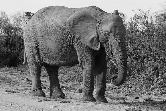 Large female elephant