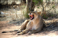 Lion showing teeth