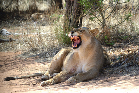 Lion showing teeth