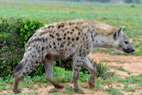 Young hyena