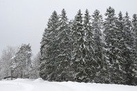 Color photo taken in winter can look like monochrome