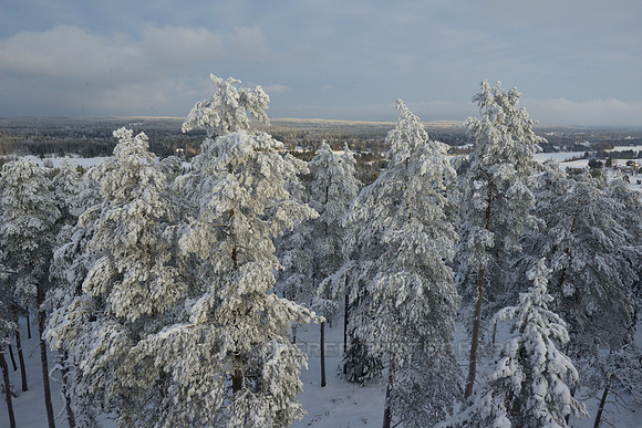 Pine trees covered by snow