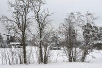 Snow covered landscape