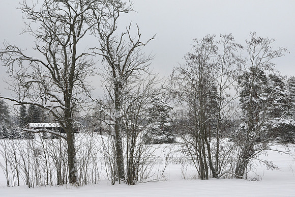 Snow covered landscape