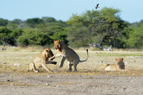 Young lions