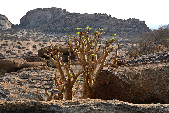 Desert plants