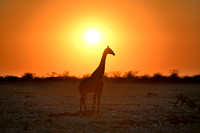 Giraffe at sunset