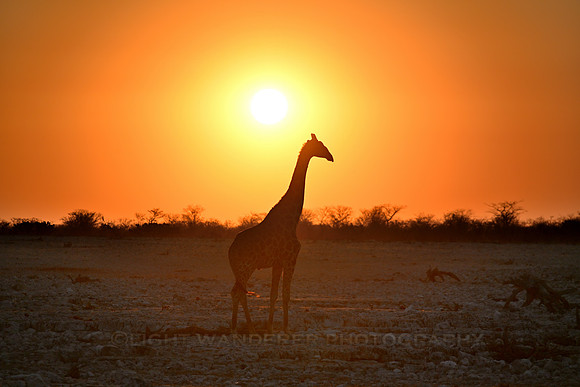 Giraffe at sunset
